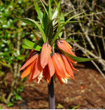 Фрітіларія Imperialis Garland Star