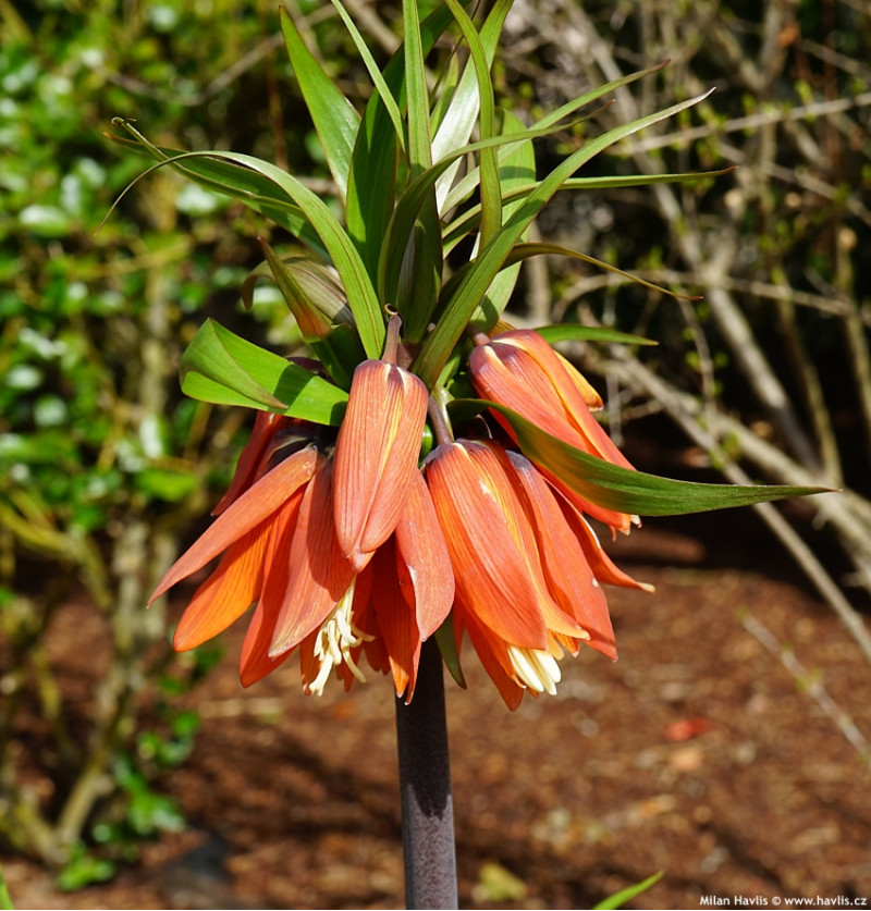 Фрітіларія Imperialis Garland Star