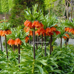 Фрітіларія Imperialis Rubra