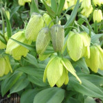 Фрітіларія Species Pallidiflora