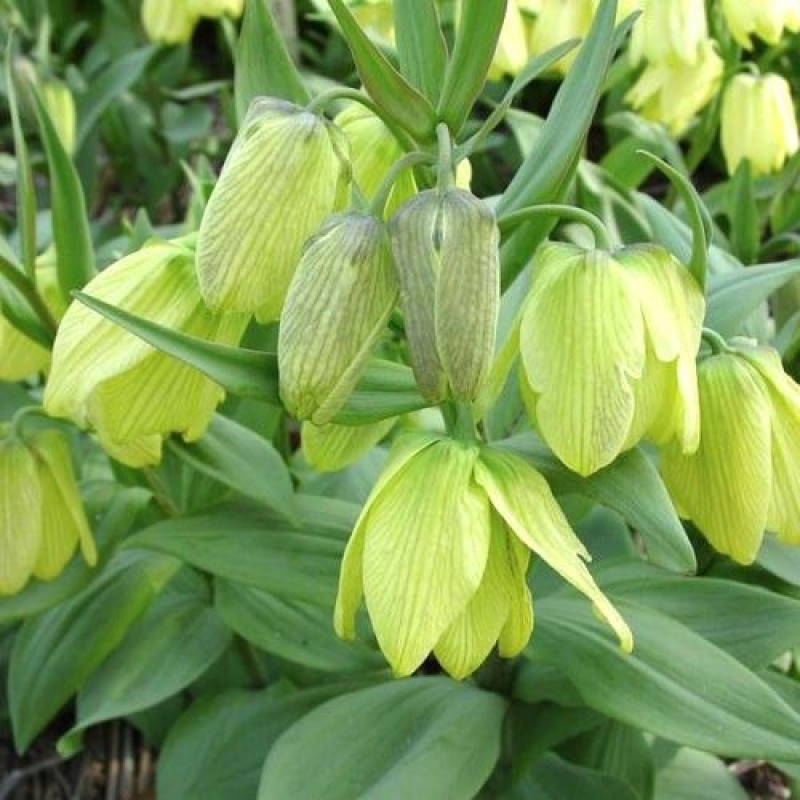 Фрітіларія Species Pallidiflora