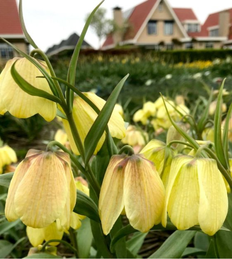 Фрітіларія Species Pallidiflora