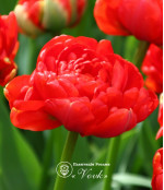 Цибулини тюльпану Miranda