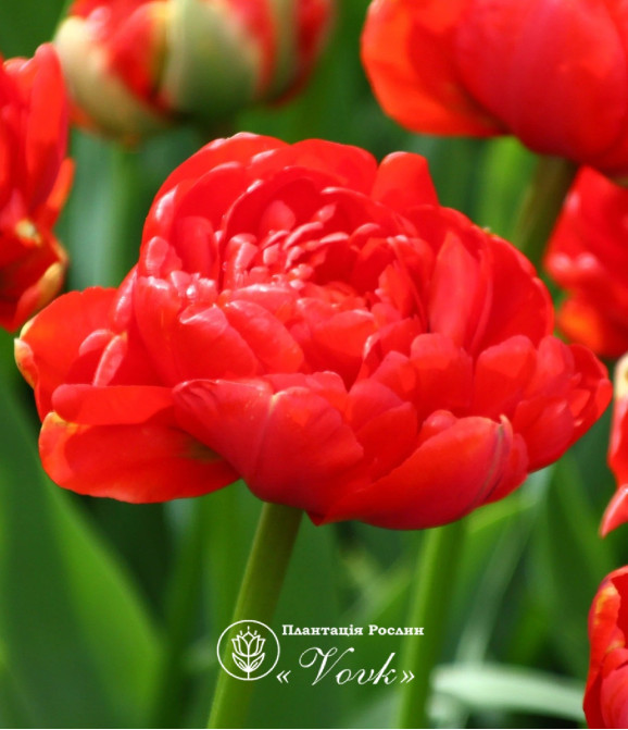 Цибулини тюльпану Miranda