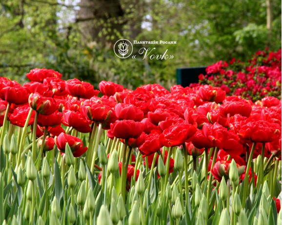 Цибулини тюльпану Miranda