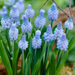 Мускари Azureum