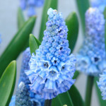 Мускари Azureum