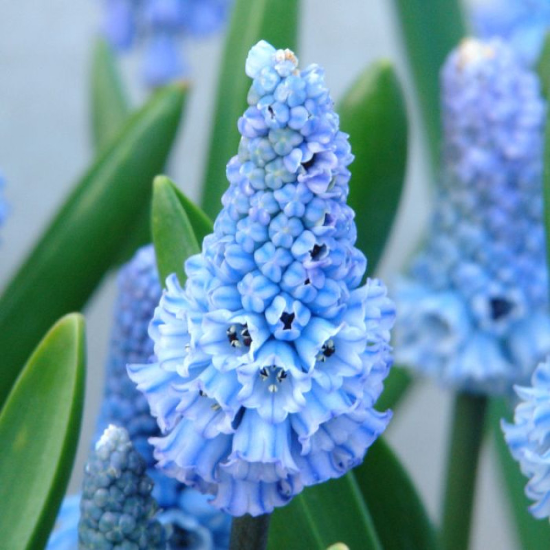 Мускарі Azureum