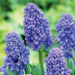 Мускари Blue Spike
