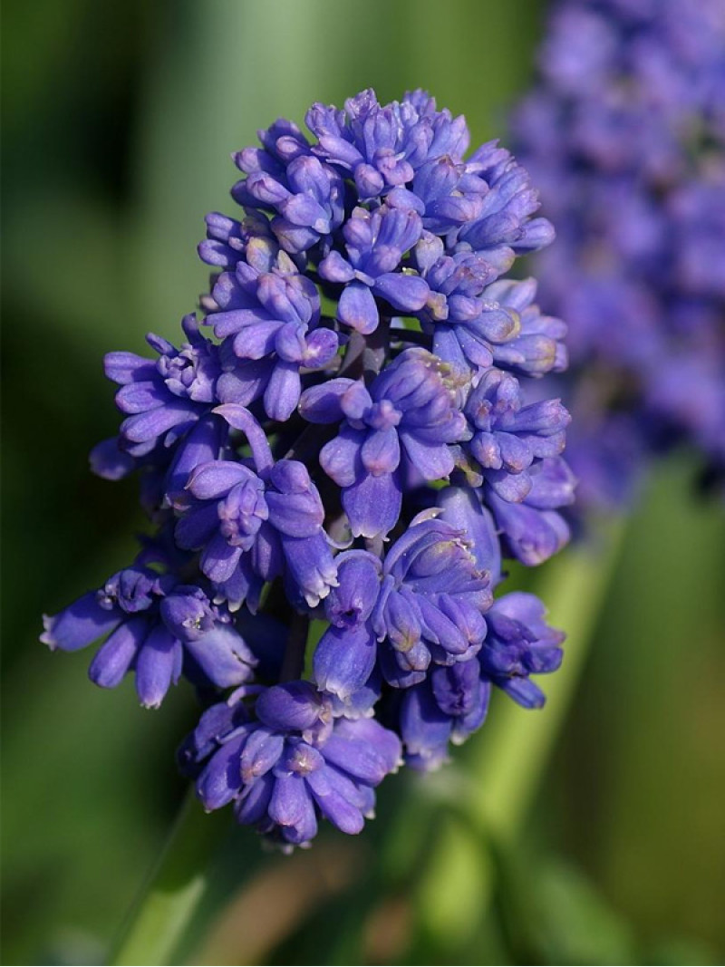 Мускарі Blue Spike