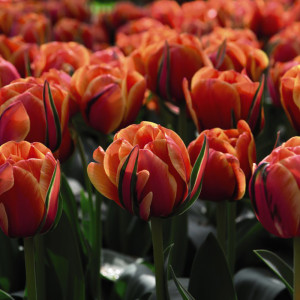 Тюльпан Queensday