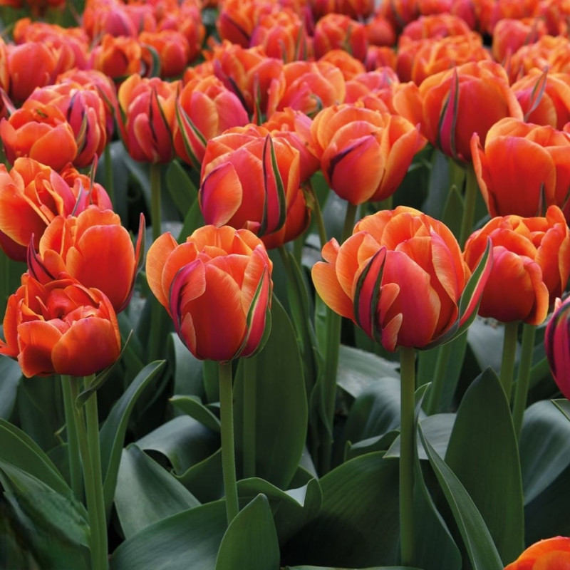 Тюльпан Queensday