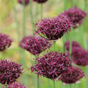 Алліум Atropurpureum