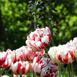 Тюльпан Carnaval De Nice