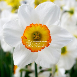 Цибулини нарцису Flower Record