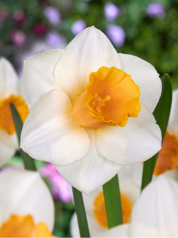 Нарцисс Yellow Salome