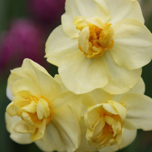 Нарцис Yellow Cheerfulness
