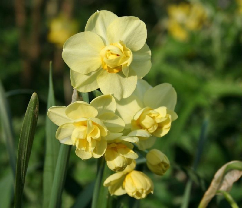 Нарцис Yellow Cheerfulness