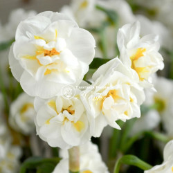 Луковицы нарцисса Bridal Crown