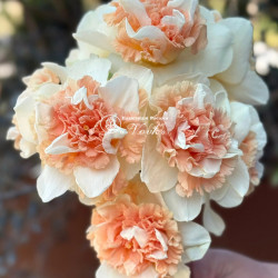 Цибулини нарцису Flower Surprise