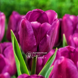 Луковицы тюльпана Purple Flag