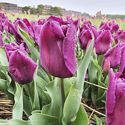 Тюльпан Purple Dwarf
