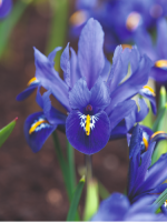 Ирис reticulata Blue Hill
