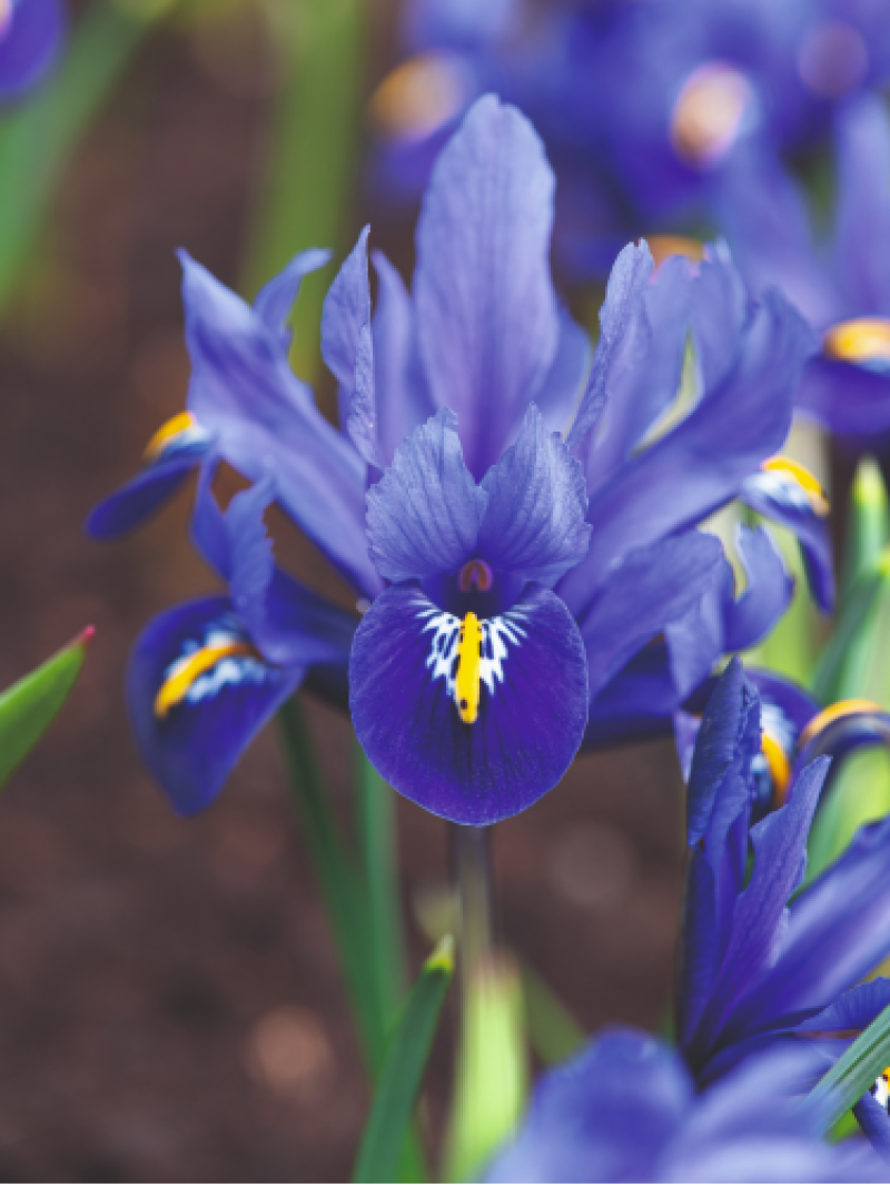 Ірис reticulata Blue Hill