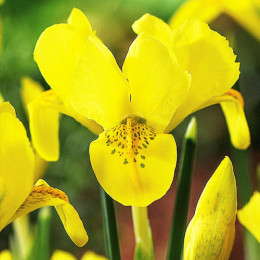 Цибулини ірису Danfordiae