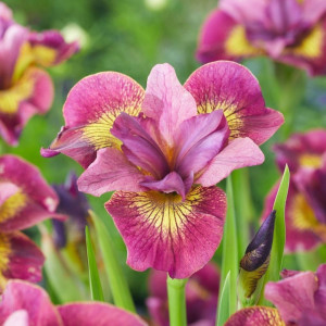 Ірис sibirica Ruby Gold