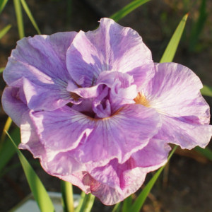 Ірис Sibirica Pink Parfait