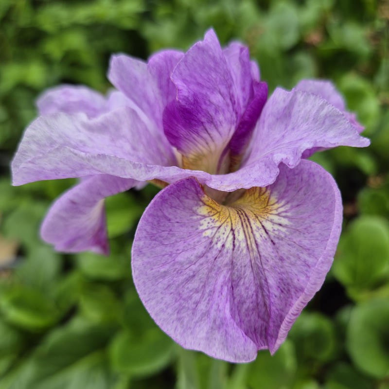 Ірис Sibirica Pink Parfait