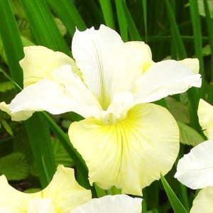Ірис Sibirica Moon Silk