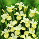 Ірис Sibirica Moon Silk