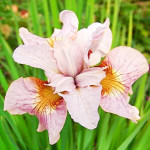 Ірис Sibirica Lemon Veil