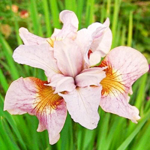 Ірис Sibirica Lemon Veil