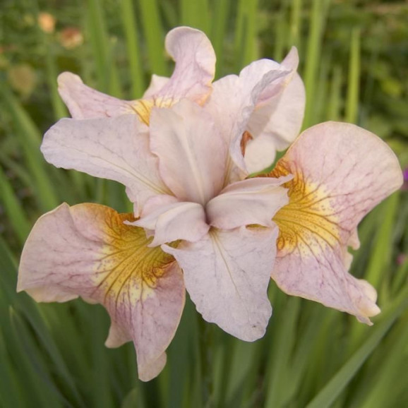 Ірис Sibirica Lemon Veil
