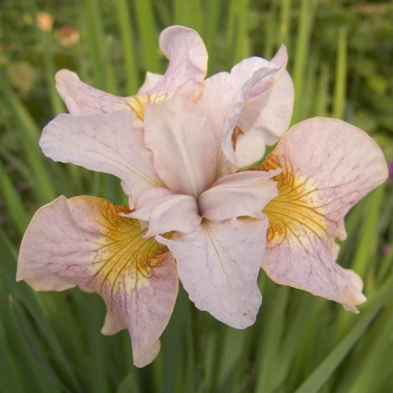 Ірис Sibirica Lemon Veil