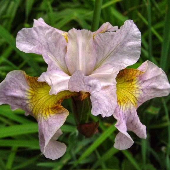 Ірис Sibirica Lemon Veil