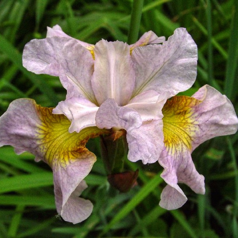Ірис Sibirica Lemon Veil