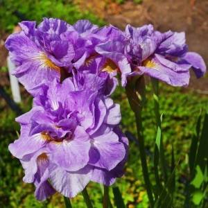 Ірис Sibirica Imperial Opal