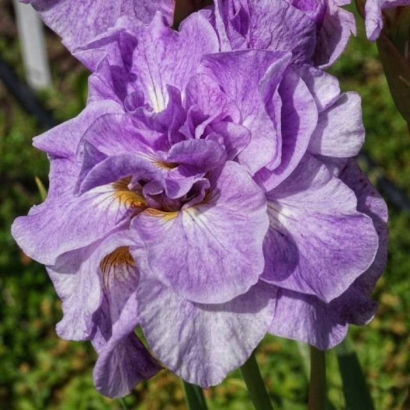 Ірис Sibirica Imperial Opal