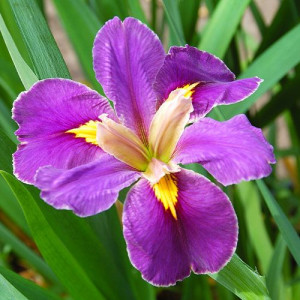 Ірис Louisiana Spicy Cajun