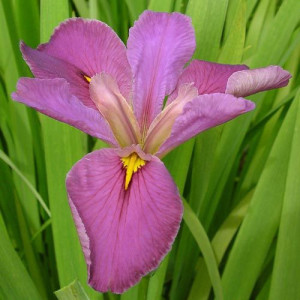 Ірис Louisiana Andy Dandy