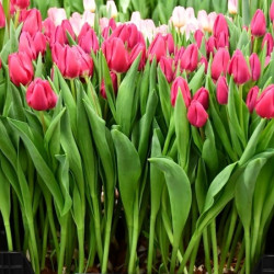 Тюльпан Pink Ardour