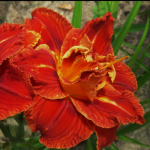 Лілейник Paprika Flame