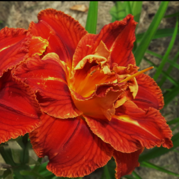 Лілейник Paprika Flame