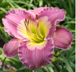 Корневища лилейника Lavender Blue Baby