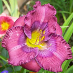 Лілейник Lavender Blue Baby