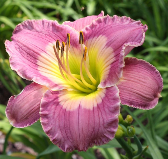 Корневища лилейника Lavender Blue Baby